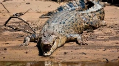 Crocodil promoțional