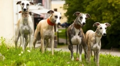 Greyhaound (foto): cine în lumina tuturor este mai rapid - nu te prinde cu un câine gri!