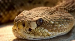 Rattlesnake