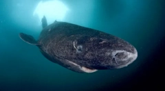 Greenland shark - cel mai lung animal de vertebrate