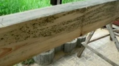 Fungus pe lemn și prelucrarea lemnului de la mucegai