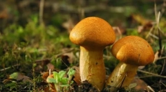 Ciuperci - regatul organismelor vii