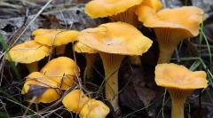 Chanterelles