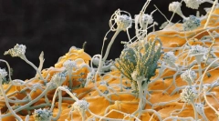 Ciuperci. Sistematice, semne, tipuri