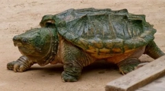 Broască țestoasă