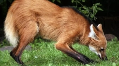 Wolf grievous (garda)