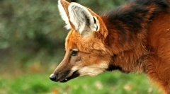 Wolf grievous (guara)