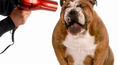 Îngrijirea câinilor