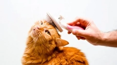 Grooming pisici la domiciliu: specii și caracteristici de igienă felină