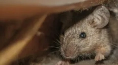 Sunt spuma de montare a mouse-ului mouse-ului?