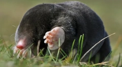 Metode umane pentru distrugerea moliei