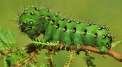 Caterpilrs în natură și acasă