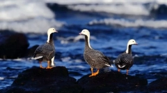 Gussey. Detașarea păsărilor