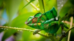 Chameleon (foto): un adevărat conspirator al lumii animalelor