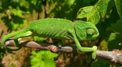 Chameleon obișnuit