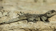 Caracteristică subtipului craniului sau vertebratului