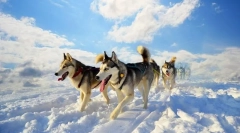 Husky (foto): câine de echitatie proaspătă și independentă