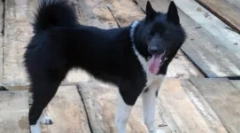 Husky și cum ar fi - căutăm diferențe