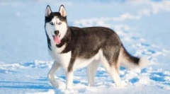 Husky: teoria numelui de origine