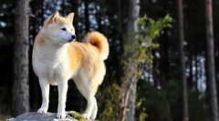 Khatiko - rasa de câine akita inu (foto): mare partener și un prieten curat