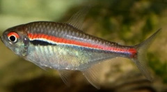 Hiphesson konon (hyphessobryson)