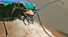 Insecte prădătoare