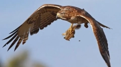 Păsările prădătorilor