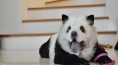 Hit china: chow-chow panda