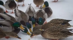 Pâine - dușman pentru rațe și alte păsări de apă