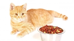 Holastic cat oraș: recenzii și prezentare detaliată a celor mai bune feed