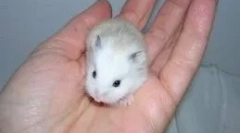 Hamster roborovsky