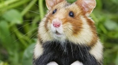 Hamster