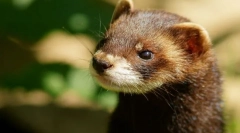 Coreck (fotografii): fidget jucaus și prieten adevărat