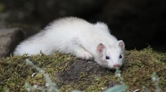 Descrierea ferretului, stilul de viață, habitat în cazul în care trăiește