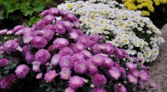 Chrysanthemum sadovaya