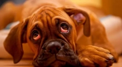 Bolile hepatice cronice