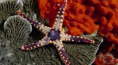 Icharkin și moluște