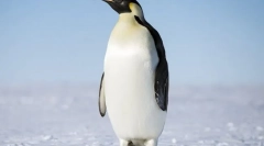 Penguin imperial