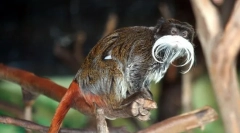 Tamarin imperial