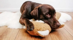 Bolile neurologice infecțioase