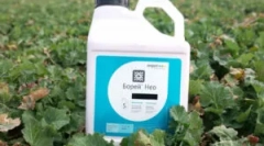 Boria insecticid și caracteristicile sale