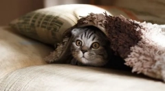 Interesant despre pisici