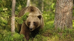 Interesant despre urși