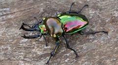 Interesant despre insecte