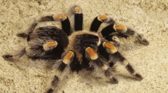 Interesant despre spiderul în formă de păianjen