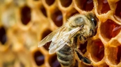 Interesant despre albine