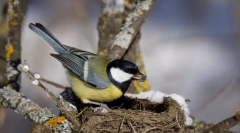 Interesant despre păsări