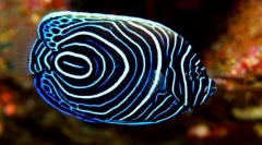 Interesant despre pește