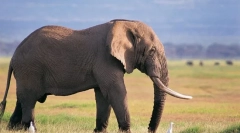 Interesant despre elefantul