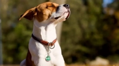 Interesant despre câini